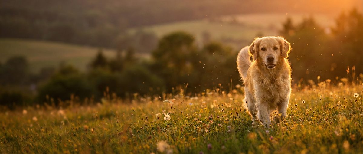 四虎动物视频社区